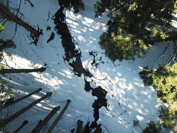 Reflection of tree in lake against sky