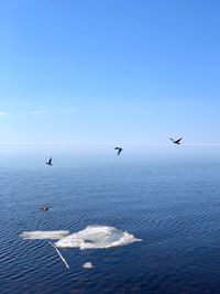 Seagulls flying over sea against sky