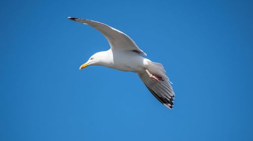 Low angle view of seagull flying