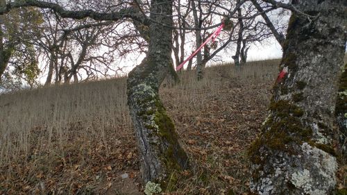 Bare trees in forest