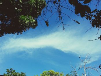 Low angle view of tree against blue sky