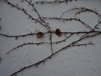 Close-up of white flowering plant against wall