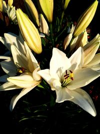 Close-up of white flowers blooming outdoors