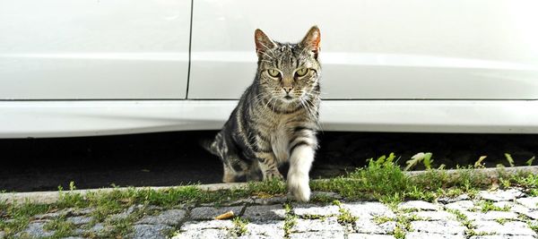 Portrait of cat