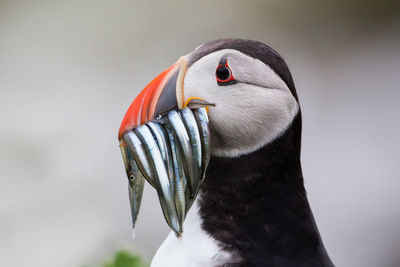 Puffin with pilchards in the bill,fratercula arctica, farne islands, scotland