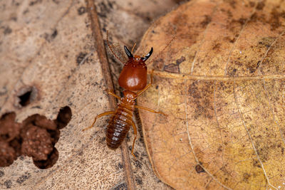 High angle view of insect on rock