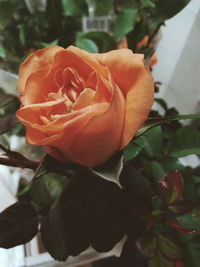 Close-up of rose blooming outdoors