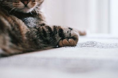 Close-up of a cat resting