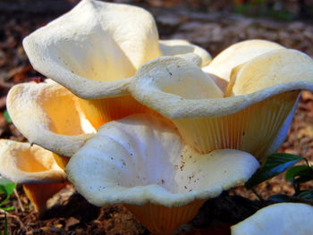 Close-up of fungus growing on tree trunk