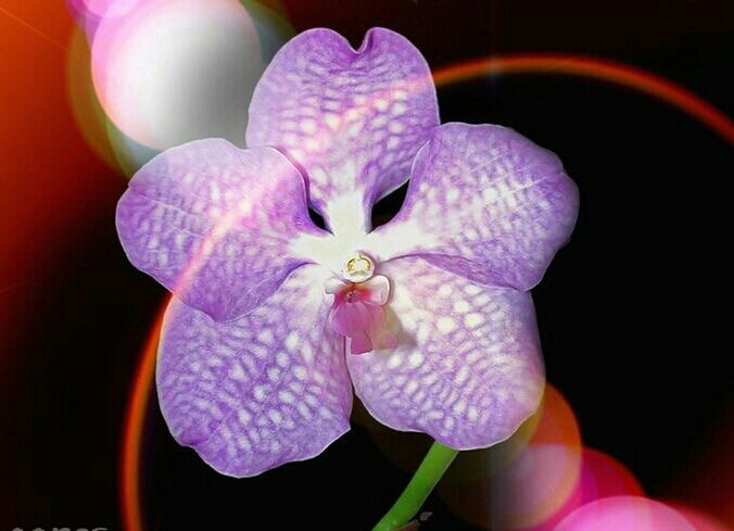 flower, petal, fragility, freshness, flower head, growth, beauty in nature, close-up, blooming, nature, orchid, pink color, plant, purple, in bloom, focus on foreground, pollen, stamen, selective focus, park - man made space