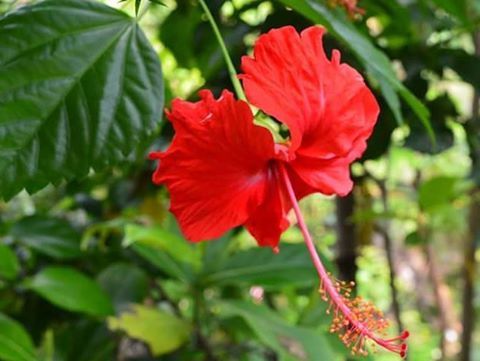 flower, petal, freshness, flower head, fragility, growth, red, beauty in nature, focus on foreground, close-up, blooming, single flower, nature, plant, pollen, hibiscus, stamen, in bloom, leaf, blossom