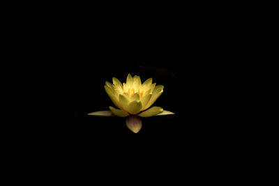 Close-up of yellow flower against black background