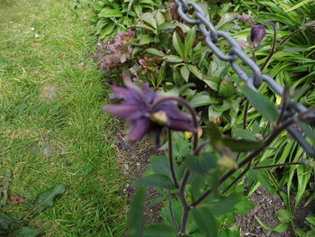 Close-up of flowers growing on plant