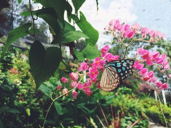 Close-up of butterfly on pink flower