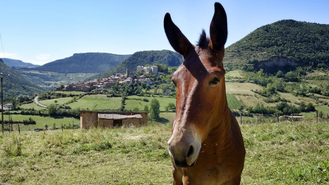 horse, animal themes, tree, sunlight, clear sky, sky, livestock, domestic animals, day, mammal, one animal, nature, outdoors, working animal, herbivorous, sculpture, low angle view, statue, mountain, part of