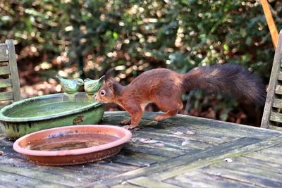 Close-up of insect eating food