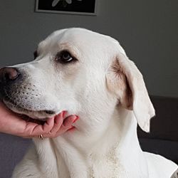 Close-up of hand holding dog