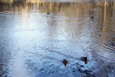 High angle view of ducks swimming in lake