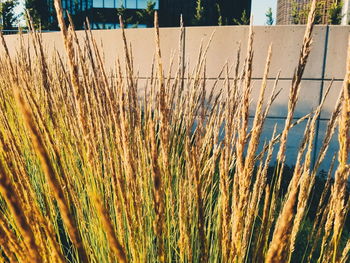 Close-up of grass on field