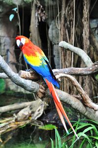 Close-up of parrot