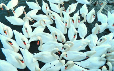 Full frame shot of swans