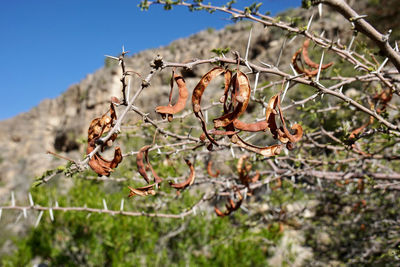 Close-up of dry plant on tree