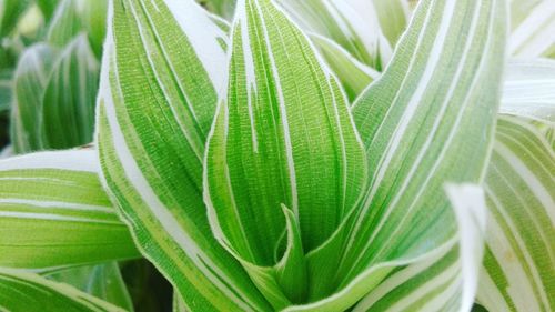 Close-up of palm leaf