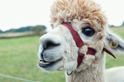 Close-up portrait of sheep on field