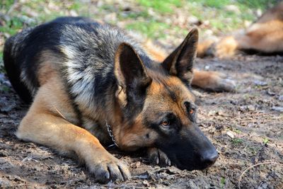 Close-up of dog lying outdoors