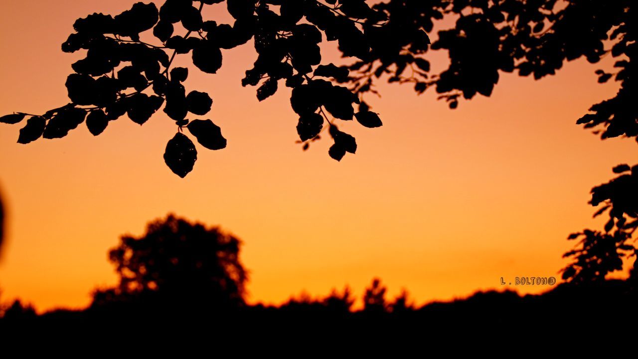 sunset, orange color, nature, tree, beauty in nature, silhouette, close-up, no people, outdoors, agriculture, sky