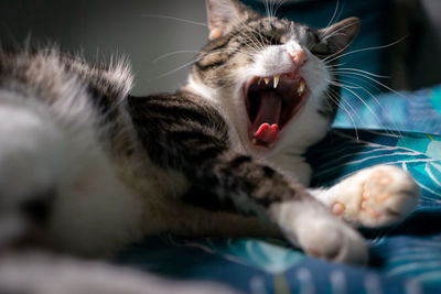 Close-up of cat yawning