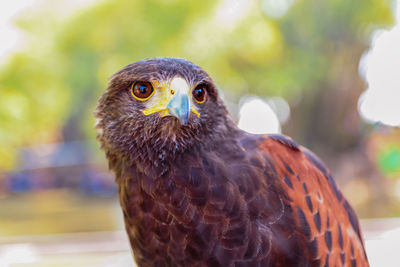 Close up head of harris hawk in nature blurred background