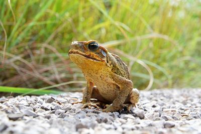 Close-up of frog on gravel against grass