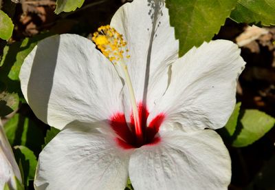 Close-up of white hibiscus flower