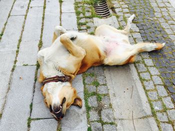 High angle view of dog outdoors