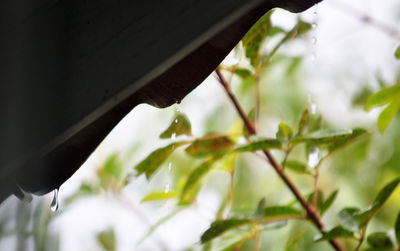 Low angle view of wet plant