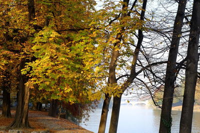 Trees by lake during autumn