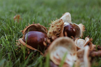 Close-up of chestnuts on field