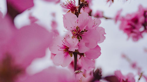 Close-up of pink cherry blossom