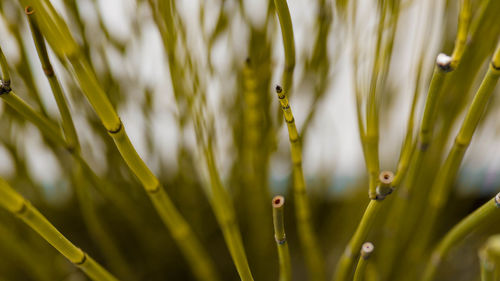 Full frame shot of plants growing on field