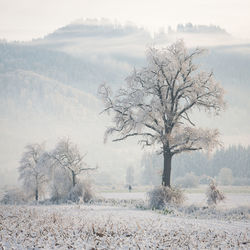 Bare tree on field against sky