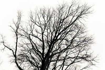 Low angle view of bare trees