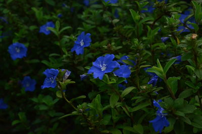 Close-up of purple flowers blooming outdoors