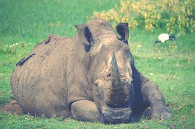 Rhinoceros on field