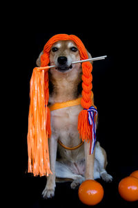 Close-up of dog against black background