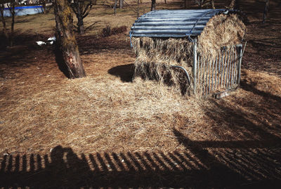 Shadow of tree on field