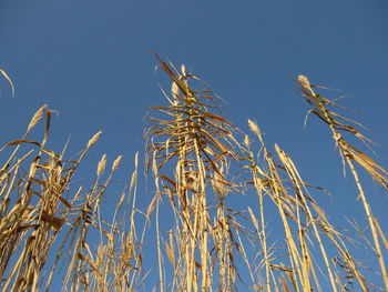 Low angle view of stalks against blue sky