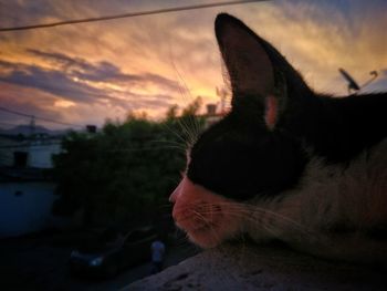 Close-up of dog against sky during sunset