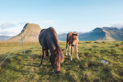 Horses grazing on field against sky
