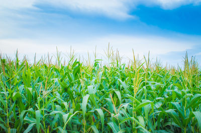 Crops growing on field against sky